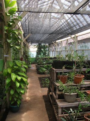 Rental Tanaman Hias  Bogor I Green House Disain Taman 