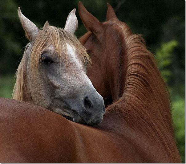 animales divertidos (1)