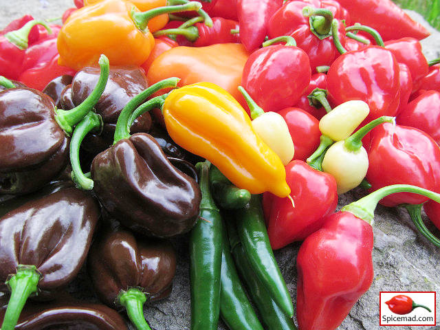 Chilli Harvest - 9th September 2023