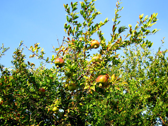 Pomegranates tree