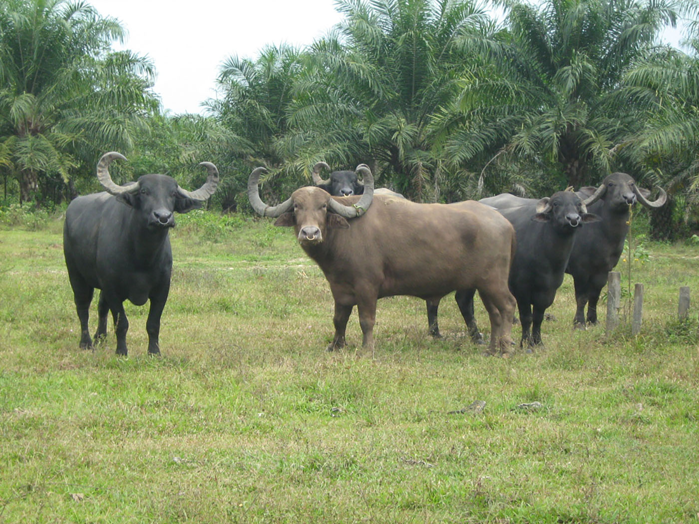 https://www.notasrosas.com/Investigaciones de la UNAL Sede Orinoquia demuestran que la reproducción en los búfalos es mejor que en las vacas