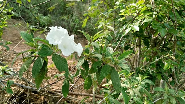 A VEGETAÇÃO DA CACHOEIRA DO COEMA QUE FOI DESCOBERTA PELOS ÍNDIOS TUPIS