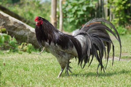 BEBERAPA GAMBAR  AYAM  SABUNG FILIPINA Berbagai Macam Ayam 