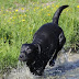 3 Important Things to Know about Labrador Retrievers
