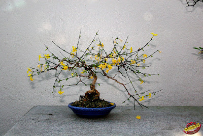 Jasminum nudiflorum - Winter jasmine care and culture