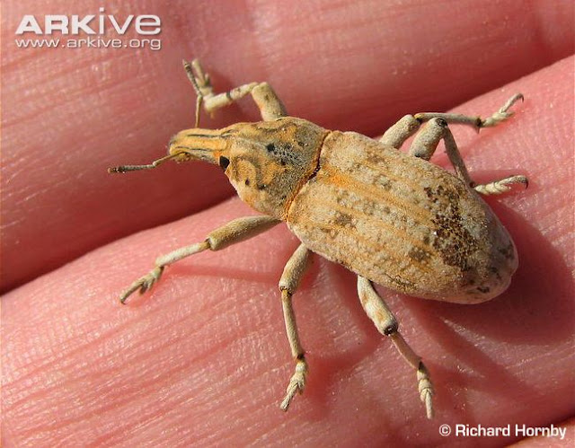 Kumbang rappets.com