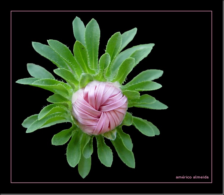 secia cor_de_rosa