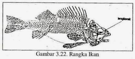 MENGENAL RANGKA  HEWAN  VISIUNIVERSAL