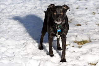 A black lab mix dog standing outside