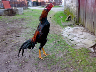 Shamo Game Fowl Photos