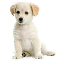 white good looking puppy photo