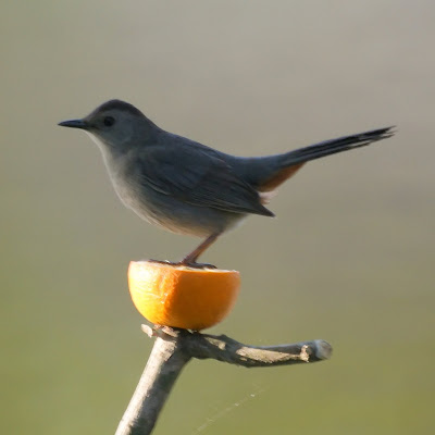 Catbird