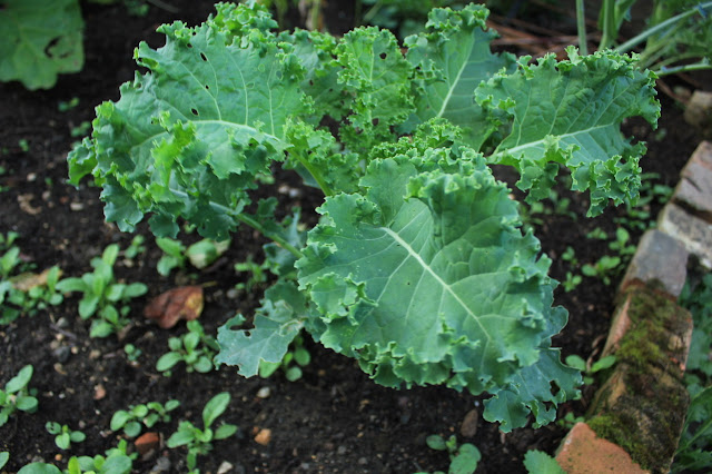 Curly kale plant growing