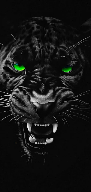 Black Panther, Animal, Cat