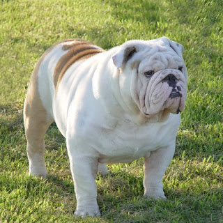 Champion English Bulldog Cheerio