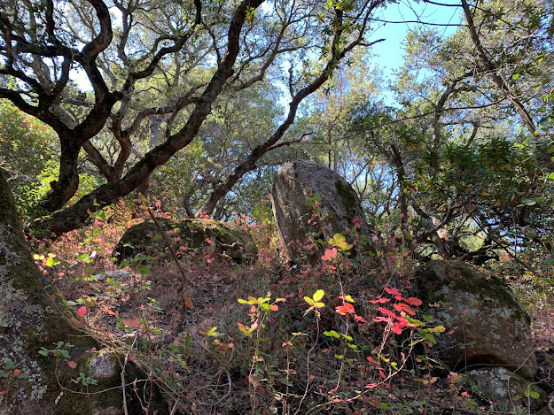 Trees, rocks and poison oak turning red