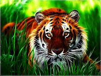 tiger wallpapers hd full pics for desktop 