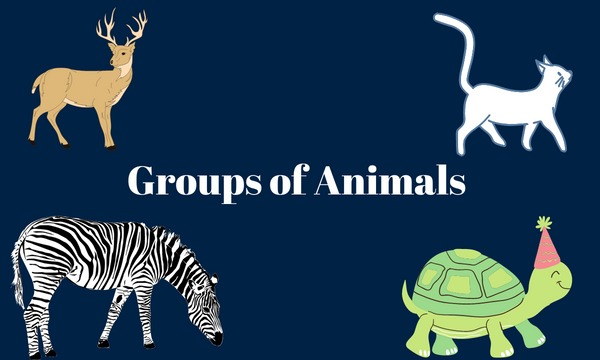 From Herds to Swarms: A Look at the Different Types of Animal Groups