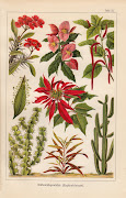 Flowering Plantsgerman lithographs