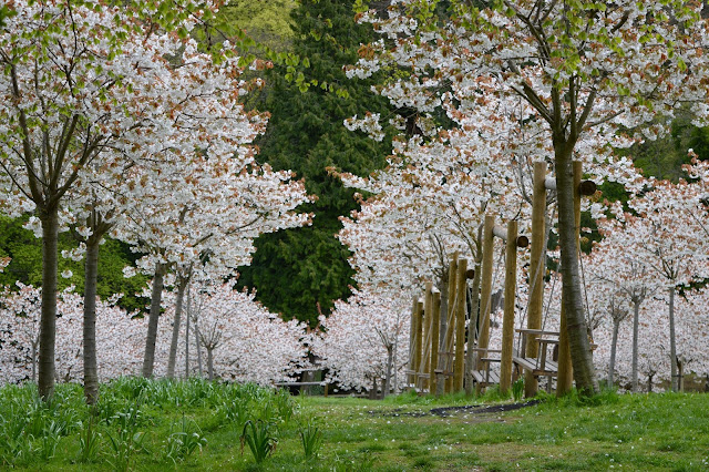 The Cherry Blossom Orchard at The Alnwick Garden - pink blossom