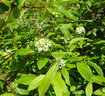 redosier dogwood, Cornus sericea