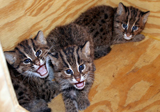 fishing cat