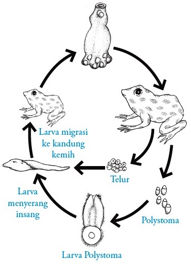 Kelas Amphibia (Amfibi) : Pengertian, Ciri-ciri 