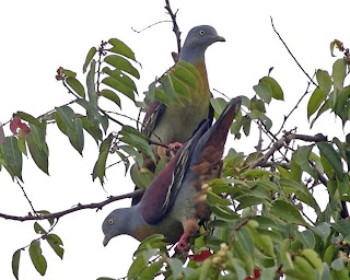 Green Pigeon, burung Punai,gambar burung punai