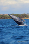 Breaching Humpback Whales, Maui, Hawaii (breach )