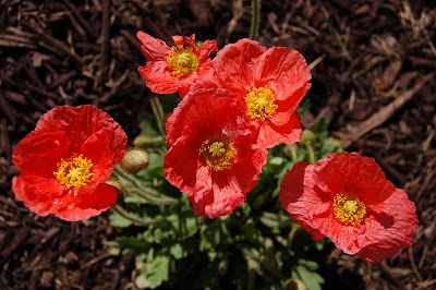 orange poppies