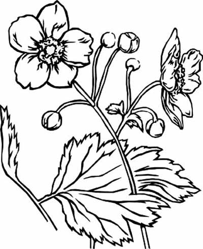 coloring pages for adults. coloring pages for adults.