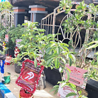 Dukung Ketahanan Pangan Ratusan Bibit Tanaman Produktif Jadi Ucapan Selamat Hari Bhayangkara ke -79 di Ponorogo