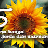 Arti Bunga Matahari - 1000 Gambar Bunga Dan Tanaman Hias Terindah Dan Tercantik : Tanaman yang bunganya besar dan bundar berwarna kuning, bijinya dapat dibuat mentega.