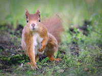 squirrell