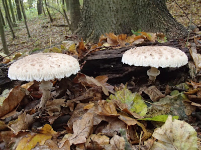 Czubajka gwiaździsta, Macrolepiota konradii