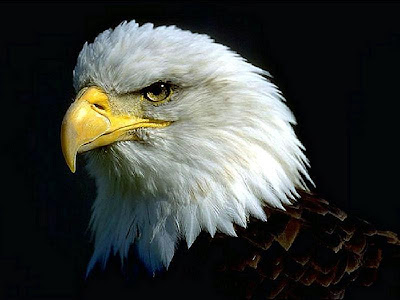 Wallpaper The Great Eagle 