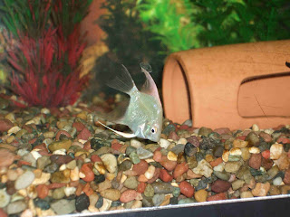 New angel fish