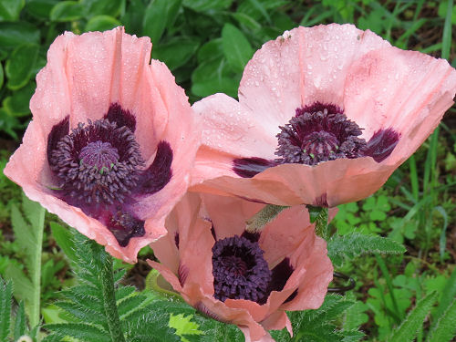 salmon poppy