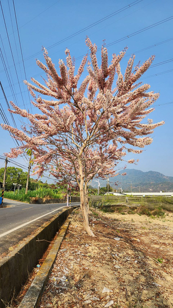 台南楠西龜丹溫泉龜丹休閒體驗農園花旗木秘境，泡湯賞粉紅花旗木