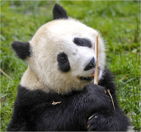  Gambar  Panda  Lucu Serta Asal Usul Panda  Ayeey com