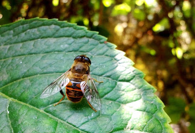 Bugs - Jim Ankan photography