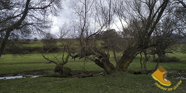 Viejos árboles partidos junto al arroyo de Valdeprados