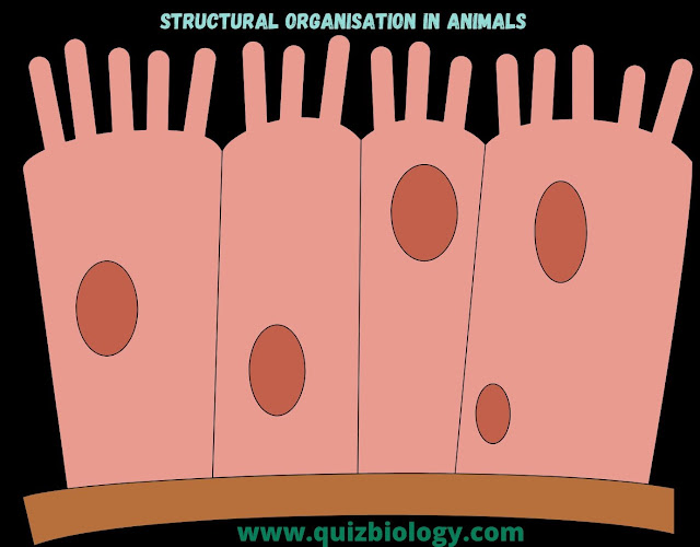 Quiz on Structural Organization in Animals