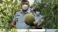 Panen Melon Hidroponik, Karutan 1 Medan Kumham Sumut : Buahnya Sangat Menggugah Selera