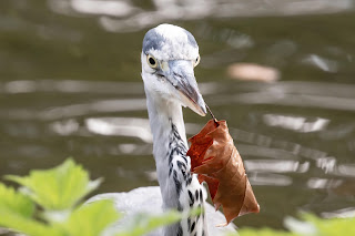 Grey Heron DFBridgeman