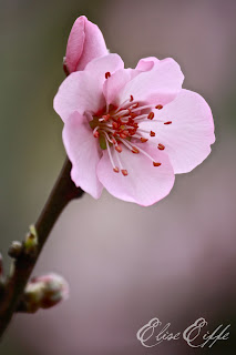 Single Pink Cherry Blossom