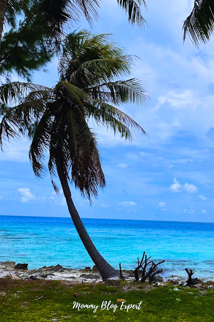 South Pacific Coconut Trees Blue Water