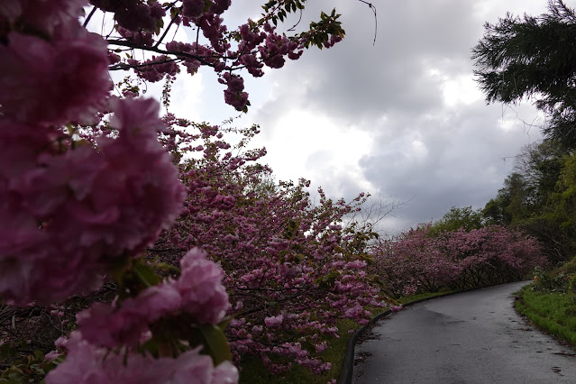 鳥取県西伯郡伯耆町小林 マウンテンストリームきしもと ヤエザクラ（八重桜）