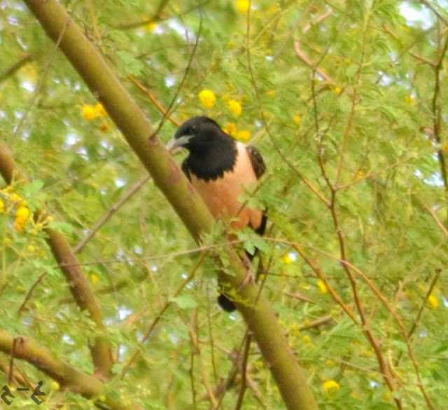 The rosy starling (Pastor roseus) گلابی تلیر