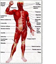 Top Konsep Gambar Sistem Otot, Gambar Keramik